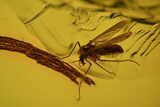 Fossil Flies (Diptera) In Baltic Amber #81680-2